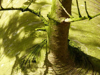 Close-up of fresh green plants in water