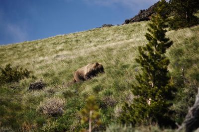 Grizzly in a field