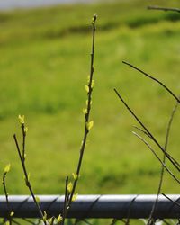 Close-up of fresh green plants on field