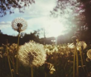 Close-up of dandelion on field against sky