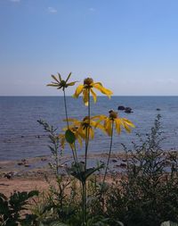 Scenic view of sea against clear sky