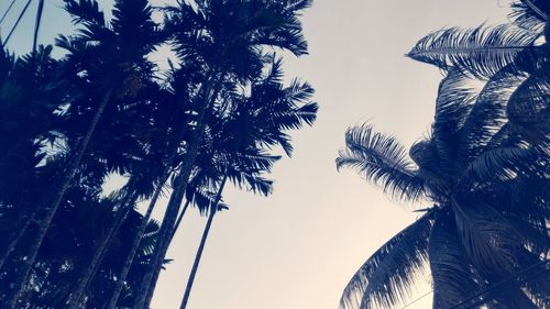 Low angle view of tree against sky