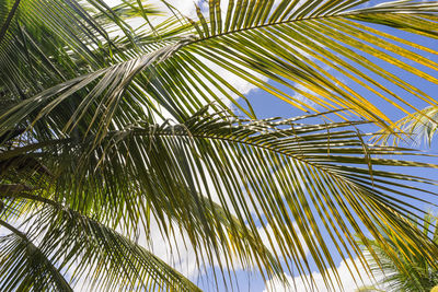 Low angle view of palm trees against sky