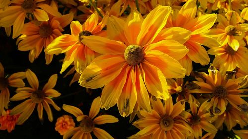 Close-up of yellow flowering plants