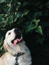 Dog looking away outdoors