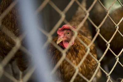 Close-up of rooster in cage