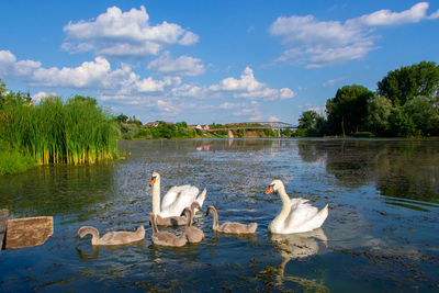 View of swans floating on lake