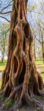 Close-up of tree trunk in forest