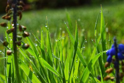 Close-up of wet plants on field