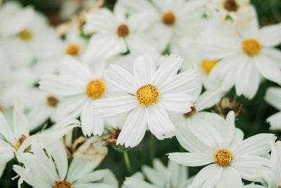 Close-up of white daisy flowers