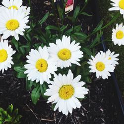 Close-up of white daisy flowers blooming in field