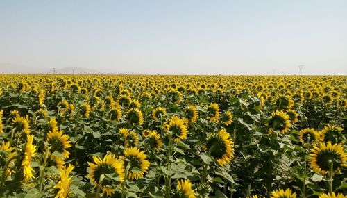 Scenic view of sunflower field against clear sky