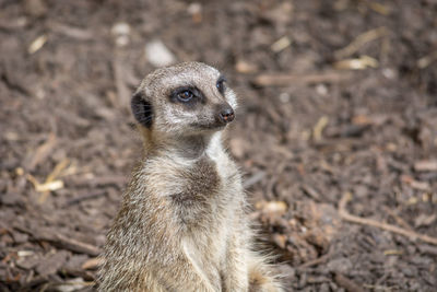 meerkat