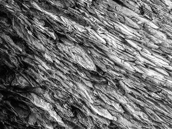 Full frame shot of tree trunk