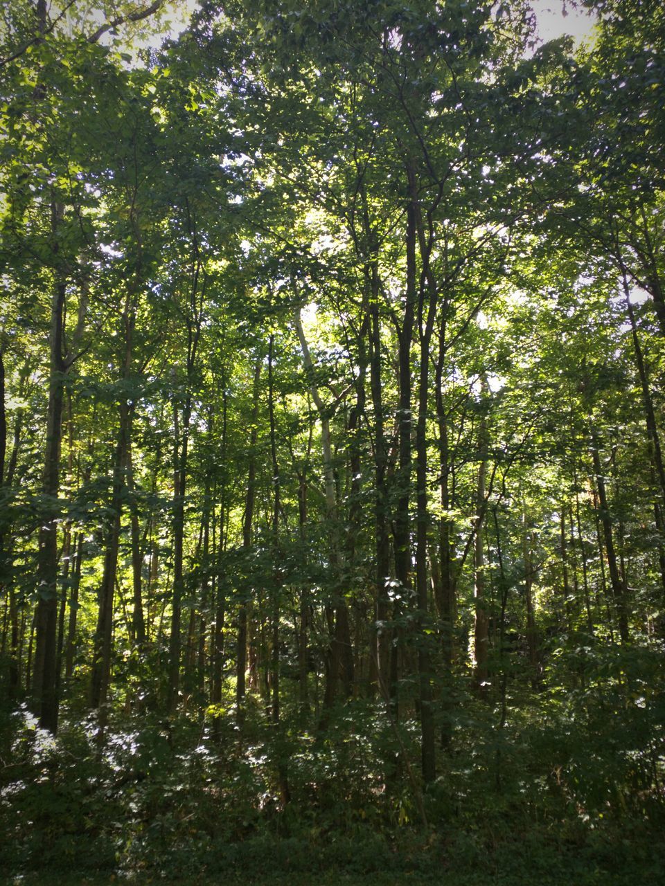 tree, growth, forest, tranquility, tree trunk, nature, green color, beauty in nature, tranquil scene, woodland, branch, scenics, lush foliage, day, non-urban scene, outdoors, growing, plant, sunlight, no people