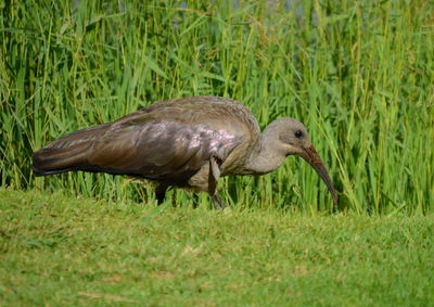 Close-up of  a hadeda on grassy field rummaging for worms