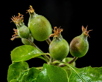 fruit