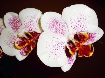 Close-up of white flower over black background