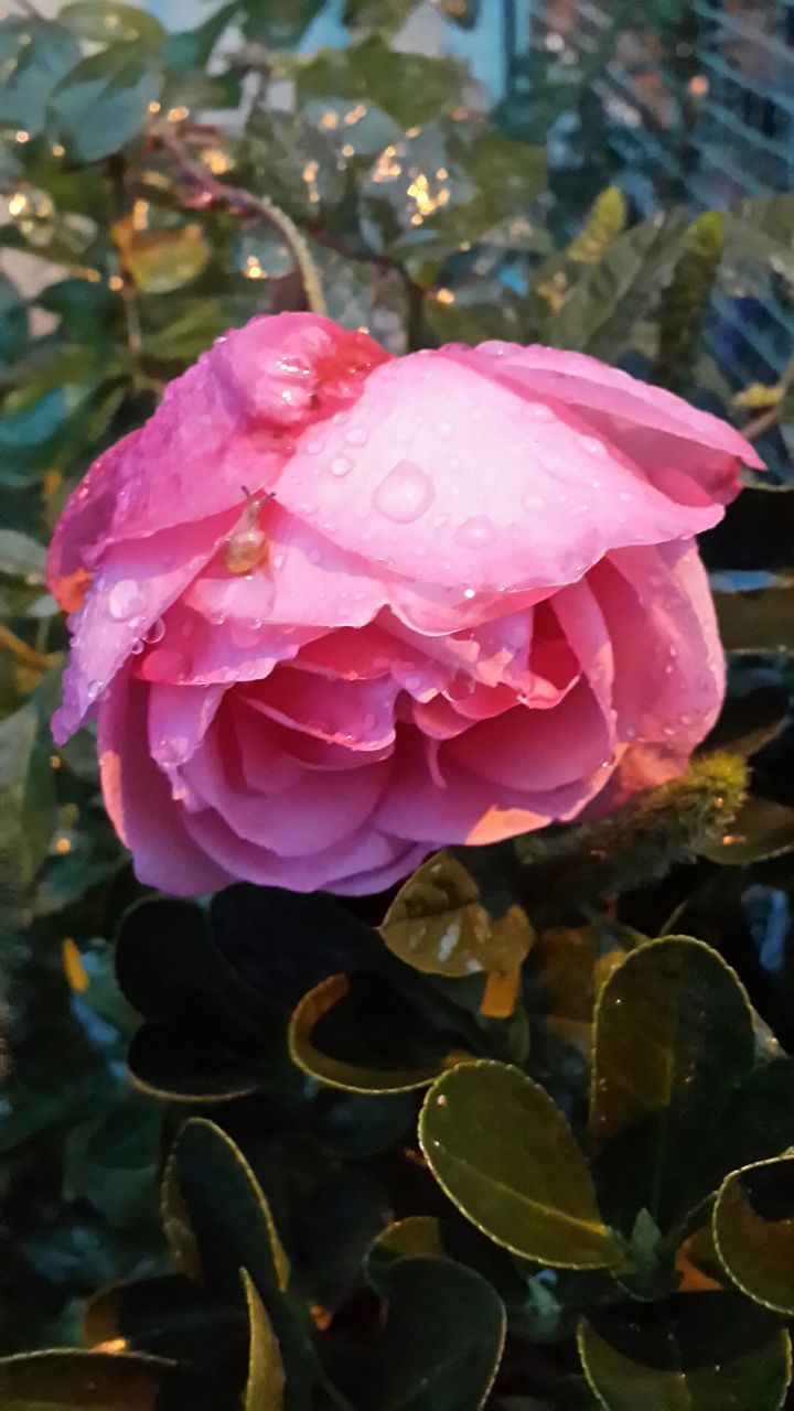 flower, petal, freshness, fragility, flower head, close-up, beauty in nature, growth, water, drop, blooming, rose - flower, focus on foreground, nature, wet, plant, pink color, single flower, in bloom, outdoors