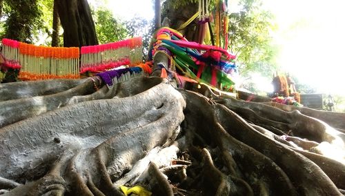 Multi colored hanging on tree