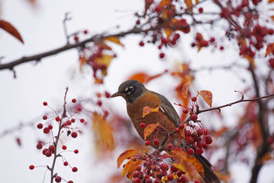 Close-up of bird perching on branch with berries