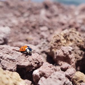 Close-up of ladybug on rock