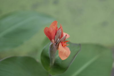 Close-up of red rose flower