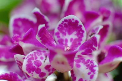 Close-up of flowers