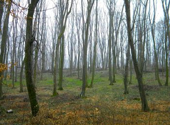 Trees in forest against sky