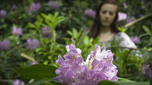 Close-up of purple flowers blooming