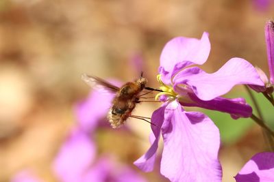 Close-up of bee pollinating on pink flower