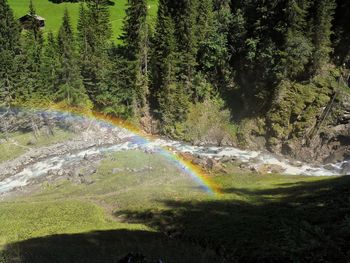 Scenic view of rainbow in forest