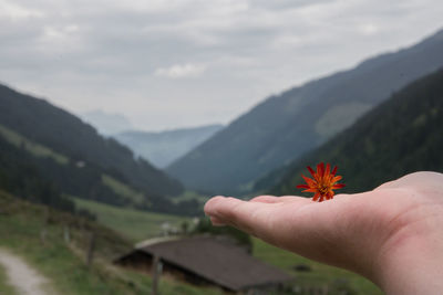 Close-up of hand holding flower