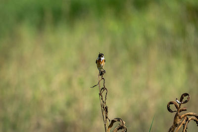 Close-up of bird perching on plant