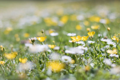 Yellow flowers on field