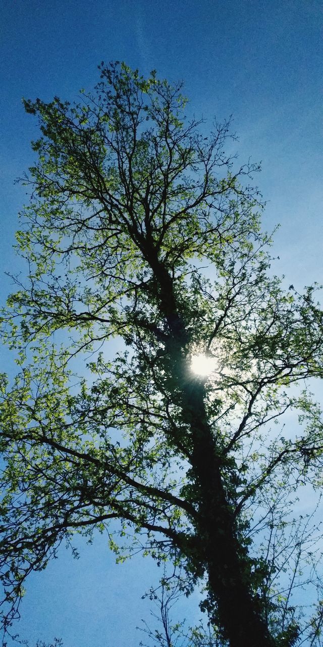 LOW ANGLE VIEW OF SUN STREAMING THROUGH TREE