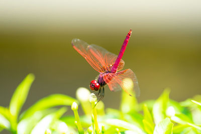 Close-up of butterfly pollinating on flower