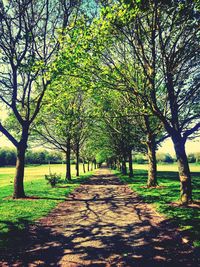 Footpath passing through trees