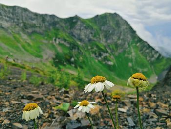 Close-up of yellow flowering plant on land