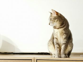 Close-up of a cat looking away