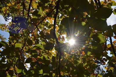 Low angle view of tree against sun