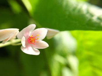 Close-up of pink flower