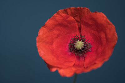 Close-up of red poppy against black background