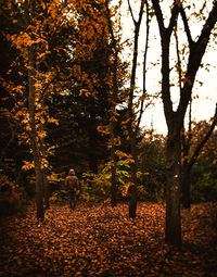 Trees growing in forest during autumn