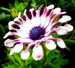 Close-up of purple flowers blooming outdoors