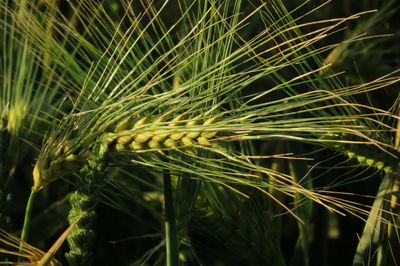 Close-up of wheat and barley growing on field