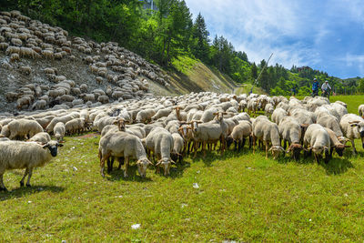 livestock