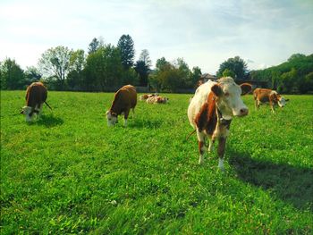 Cows grazing on field against sky