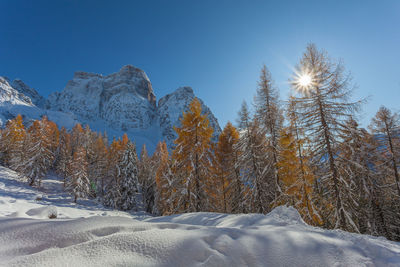 Sun filtering in the middle of orange larches covered in snow, with mount pelmo background, italy