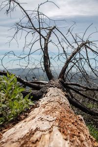 Fallen tree trunk by plants against sky